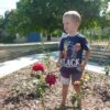 Други проекти на Ротари Клуб Берковица rozova_gradina